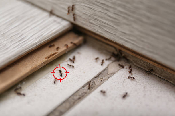 Best Wildlife Control Services  in Carbon Cliff, IL