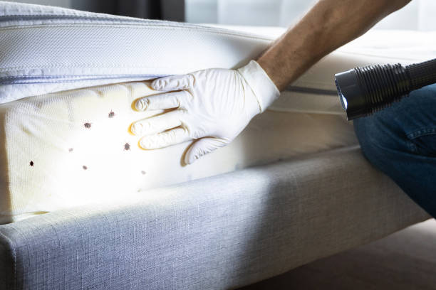 Best Ant Control Services  in Carbon Cliff, IL