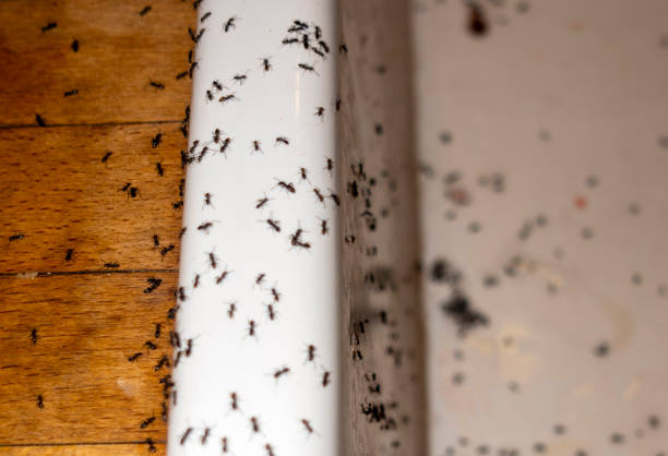 Best Exterminator Services  in Carbon Cliff, IL