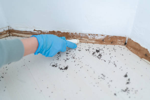 Best Pest Control Treatment  in Carbon Cliff, IL